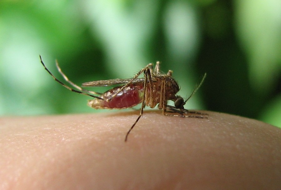A szívférgesség terjesztői a szúnyogok
